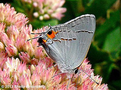 Gray Hairstreak